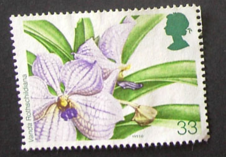 GB 1993 Orchids  33p YT 1668 / SG 1662