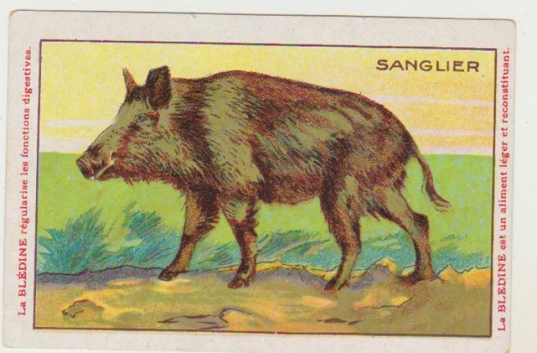 Chromo Phosphate Vital  Jacquemaire  Animaux sauvage le Sanglier