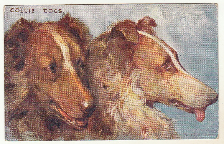 cpa  chiens Collie Dogs ...  Colley