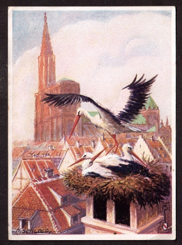 France Cpsm Strasbourg Folklore alsacien- Nid de Cigognes 