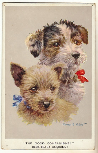 cpsm  Chiens Deux beaux coquins