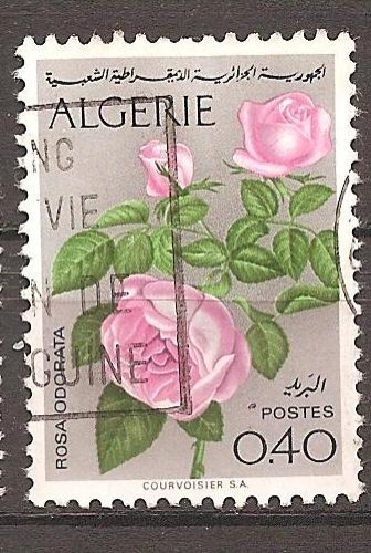 Algérie 1973 YT 569 Rose odorante