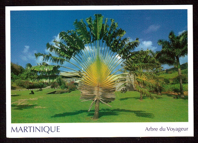 France Cpm Martinique Arbre du Voyageur