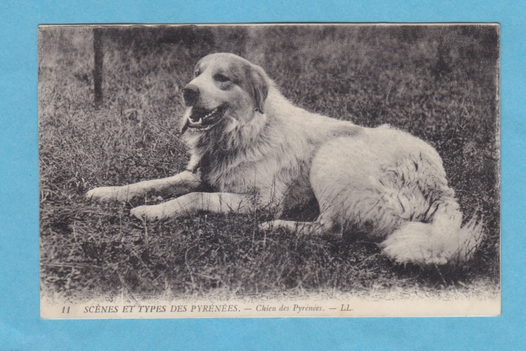 (65)- SCENES ET TYPES DES PYRENEES -chien des pyrenees-voyagee en 1924-edit:L.L.