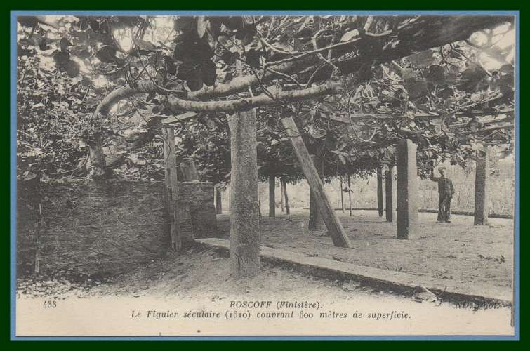 CPA ROSCOFF  FIGUIER SECULAIRE non écrite TB