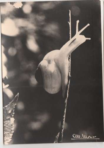 cpm Albert Monier Stalagmites  Escargot A 801