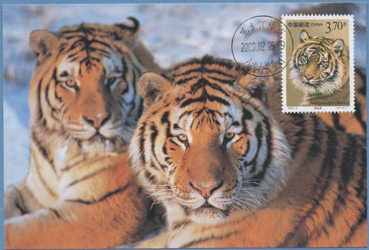Maxicard China Tigre 2000