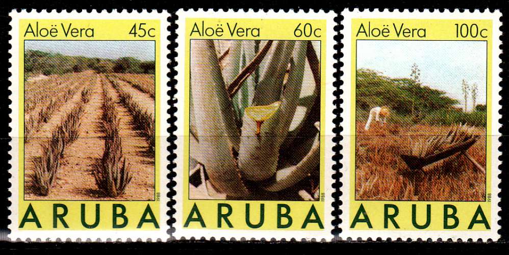 Antilles néerlandaises / Aruba 37 / 39 Culture de l'aloes