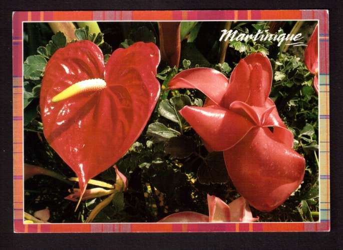 Martinique Cpm fleurs anthurium et rose de porcelaine 