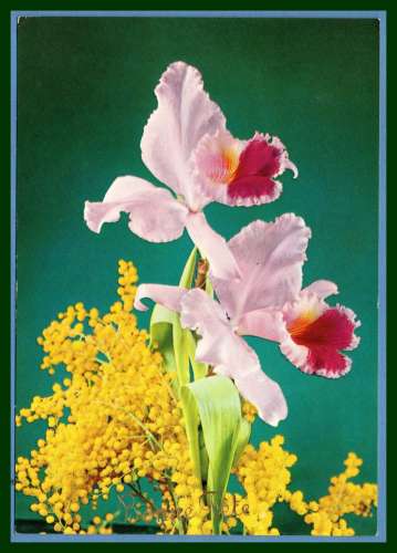 CPSM Fleur  Bonne Fête écrite