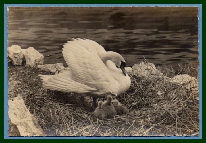 CPSM Cygne et ses petits ( Lac Léman) écrite
