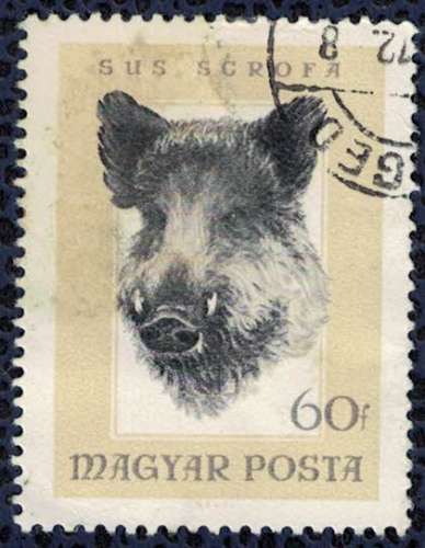 Hongrie 1966 Oblitéré Used Animaux Sus Scrofa Sanglier SU