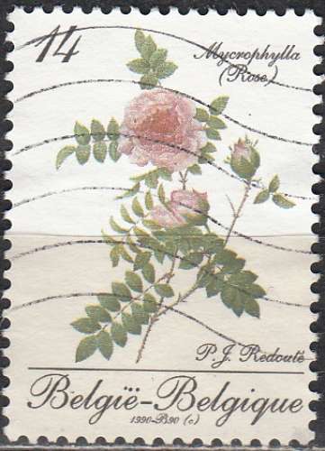 Belgique 1990 Michel 2424 O Cote (2008) 6.35 € Rose Mycrophylla
