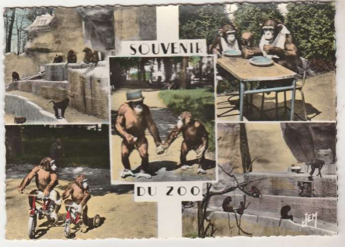 cpsm 59  Maubeuge Souvenir du Zoo Singes 