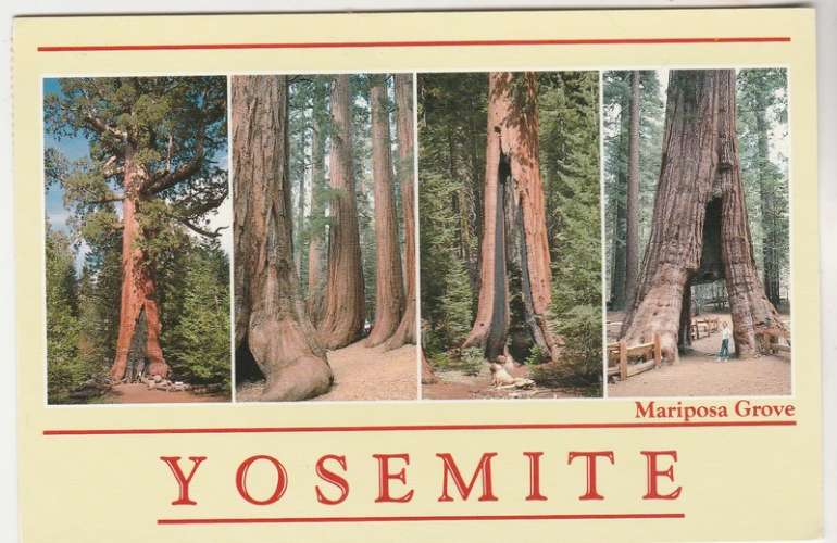 Cpm  USA Mariposa Grove Yosemite National Park