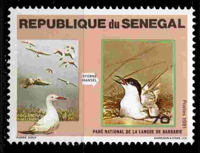 Sénégal Yvert N°548 Neuf 1981 Parc national îles madeleine Goéland Railleurs Sterne Hansel