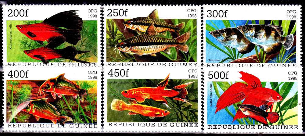 Guinée1255G / 1255M Poissons d'aquarium