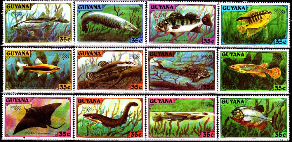 Guyane 561 / 72 Poissons