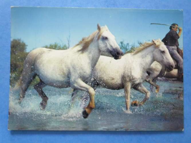 13-Camargue , chevaux , écrite au verso