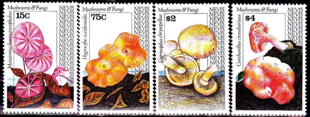 Nevis 626 / 29 Champignons