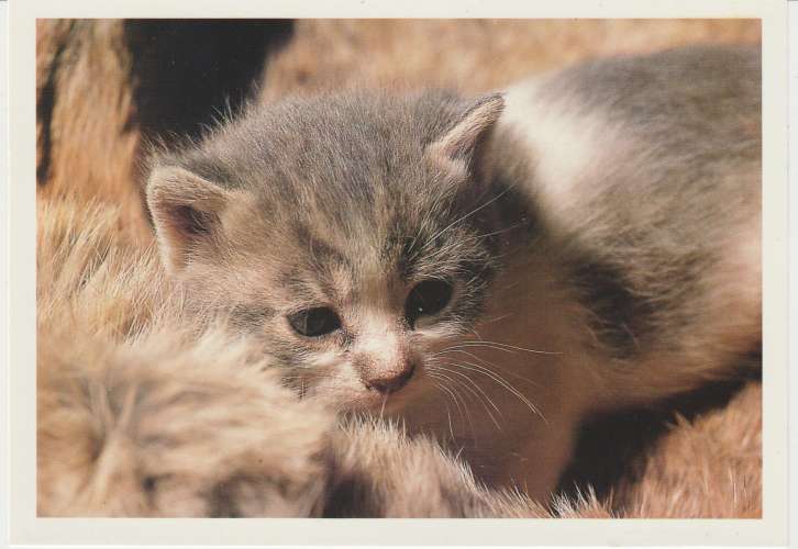 CPSM CHATON BLANC et GRIS