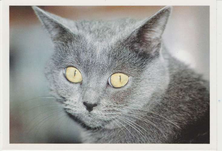 CPSM CHAT : CHARTREUX