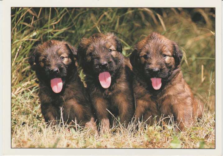 CPSM CHIOTS BERGER DE BRIE