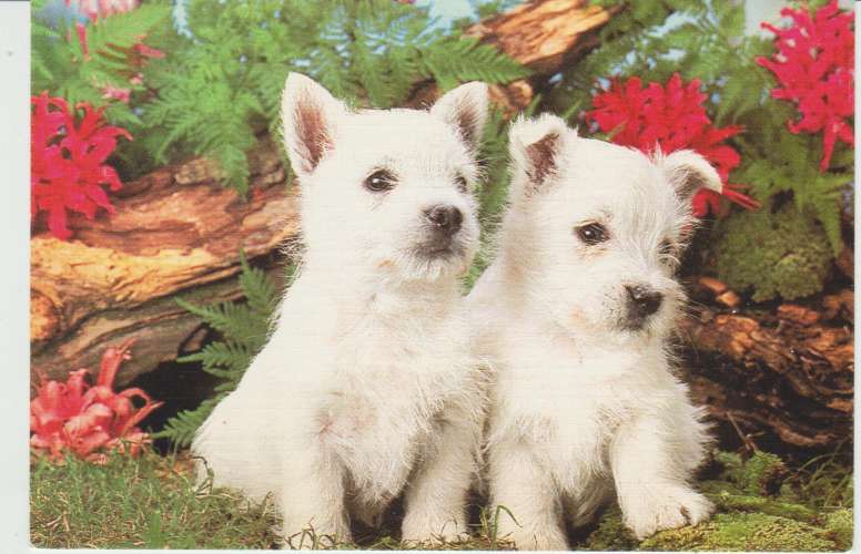 CPSM CHIOTS WESTIE