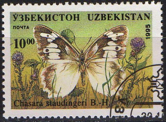 Faune insectes - Papillons - Chasara staudingeri B.H
