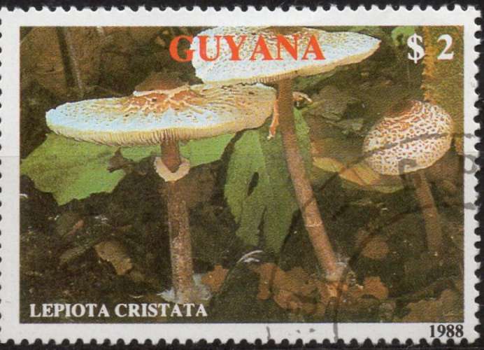 E780 - Y&T n° ??? - oblitéré - Champignon - Lepiota cristata - 1989 - Guyana