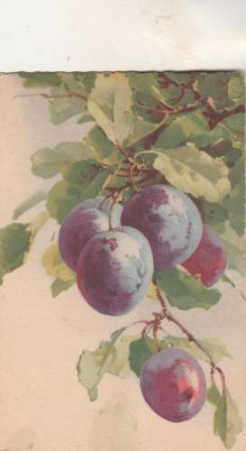 cpa Prunes ( Klein , non signé )