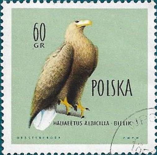 POLOGNE 1960 - Aigle à queue blanche Yt:PL 1075