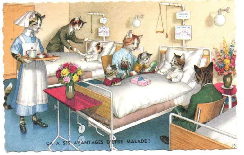 cpsm Chats humanisés ...à l'Hôpital