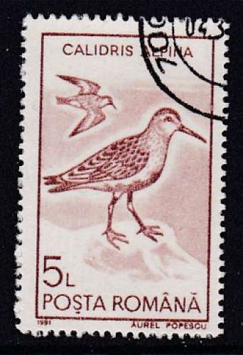 TIMBRE OBLITERE DE ROUMANIE - BECASSEAU VARIABLE (COLIDRIS ALPINA) N° Y&T 3928
