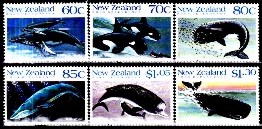 Nouvelle Zelande ( Terre de Ross ) 21 / 26 Baleines