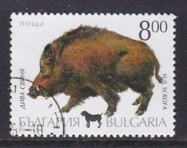 BULGARIE - TIMBRE OBL. Y&T 3540 - ANIMAUX-GIBIER : SANGLIER (SUS SCROFA)
