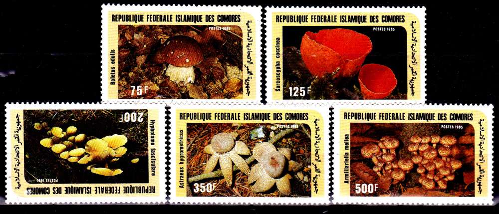 Comores 435 / 39 Champignons