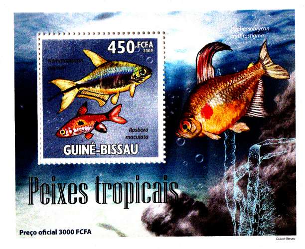 Guinée Bissau 2009 Poissons tropicaux ( Epreuves de luxe )