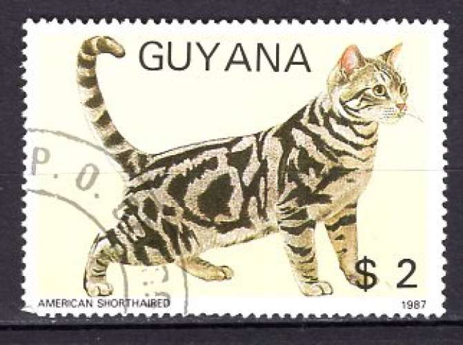GUYANA 1987  ANIMAUX CHAT L'AMERICAN SHORTAIR  OBLITERE  