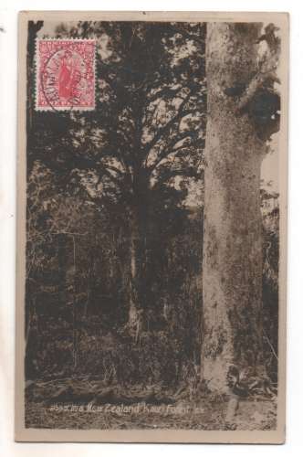 cpa Nouvelle-Zélande In a new-Zeland Kauri Forest timbrée en 1912
