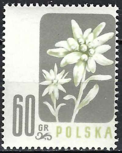 Pologne - 1957 - Y & T n° 906 - MNH