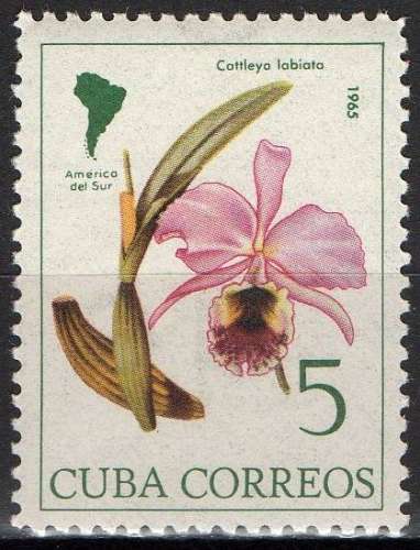 Flore - Fleurs - Orchidée d'Amérique du Sud