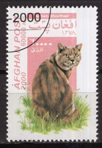 AFGHANISTAN 2000 LES CHATS  OBLITERE