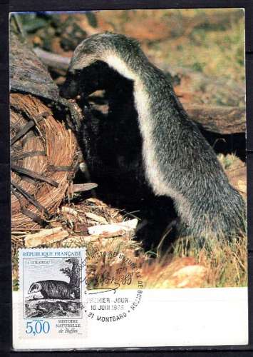 FRANCE 1988  CM CARTE MAXIMUM ANIMAUX DE BUFFON LE BLAIREAU
