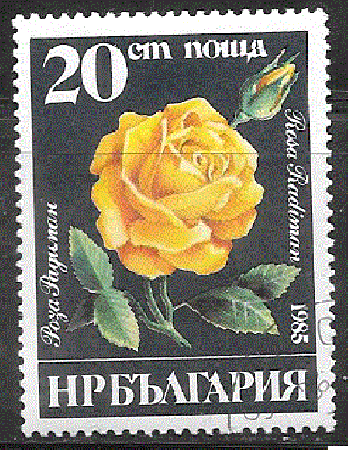 Bulgarie - YT  2931  obl - Roses (1985) 