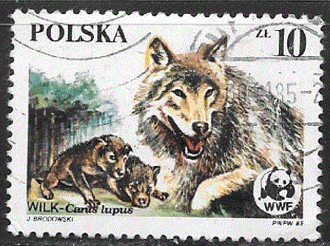 Pologne  - YT  2789  obl  - Le loup (1985) 