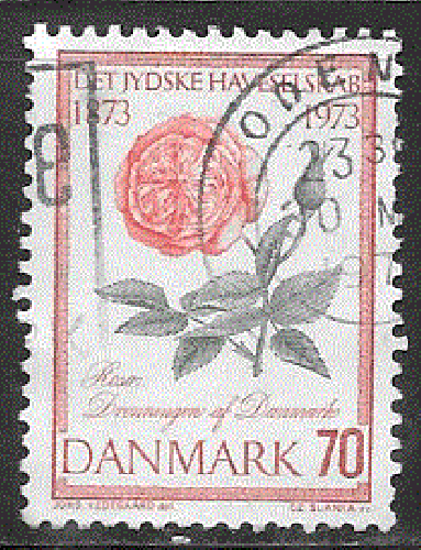 Danemark - YT  553  obl - Roses (1973)