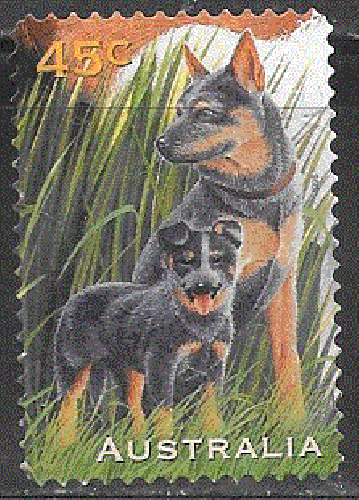 Australie  - YT  1552  obl - Berger allemand (1996)