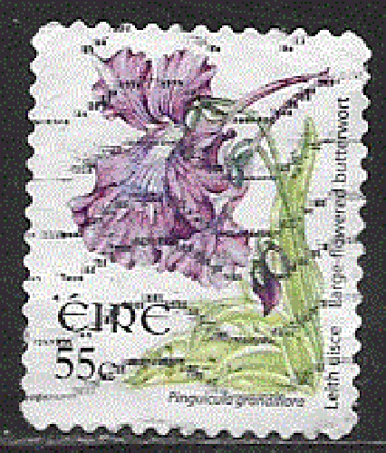 Irlande  - YT  ?  obl - Grassette, petit format, autoadhésif (2007)