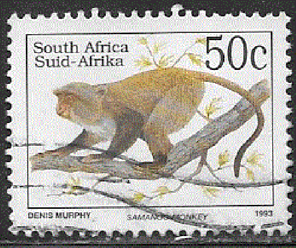 Afrique du Sud  - YT  814  obl  - Cercopithèque (1993)
